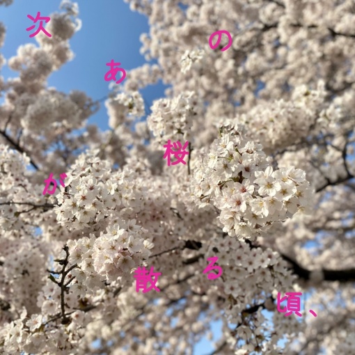 次あの桜が散る頃、(2024)