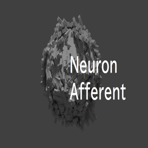 Neuron Afferent