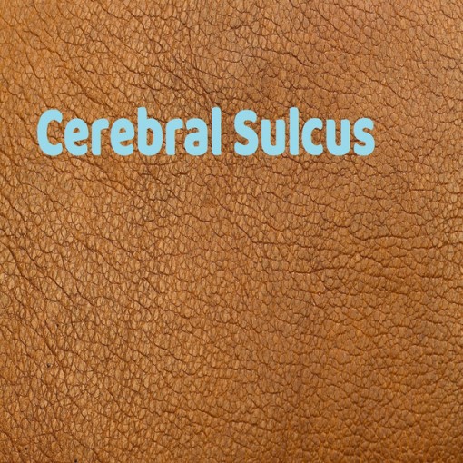 Cerebral Sulcus