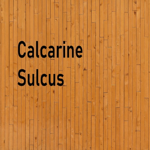 Calcarine Sulcus
