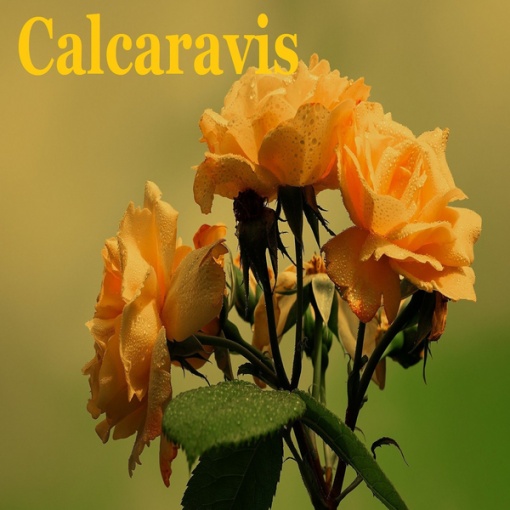 Calcaravis