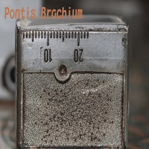 Pontis Brachium