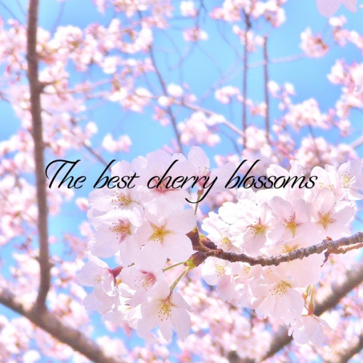 The best cherry blossoms