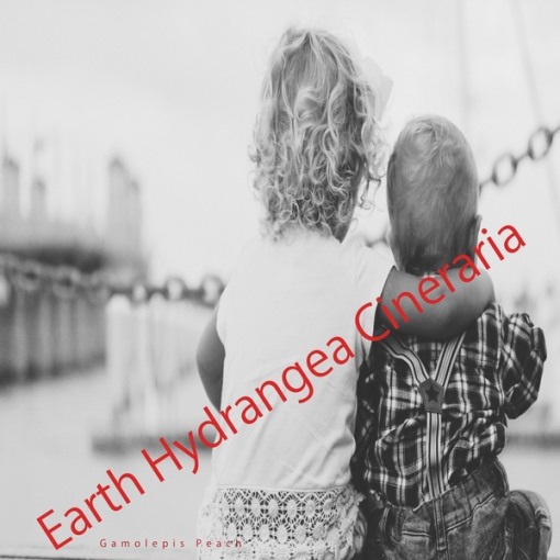Earth Hydrangea Cineraria