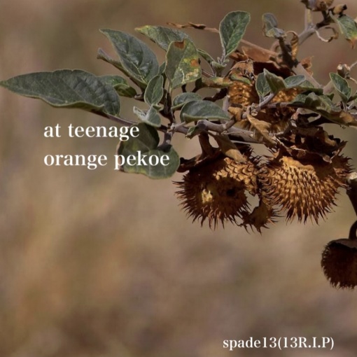 orange pekoe