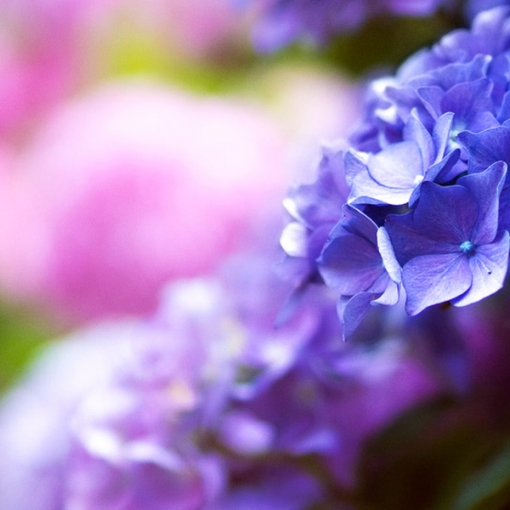 紫陽花の咲くころ
