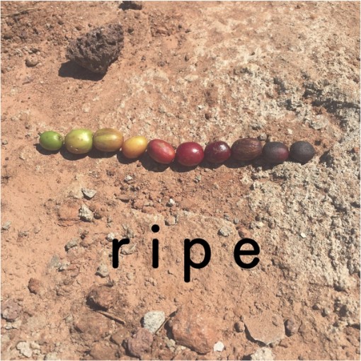 ripe