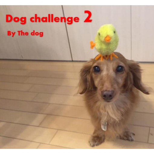 challenge dog