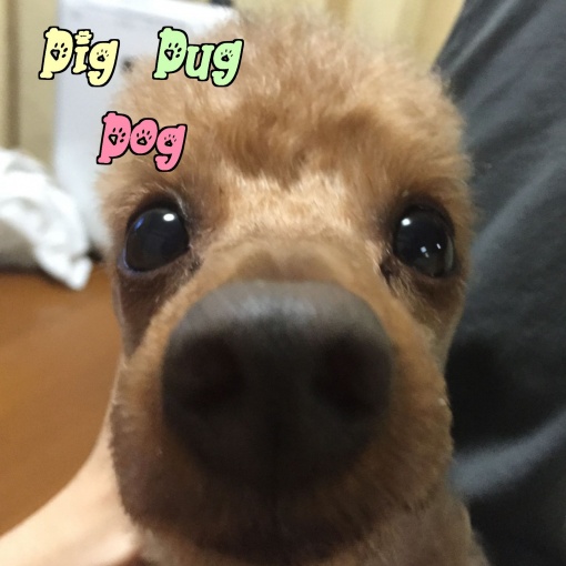 Dig Dug Dog