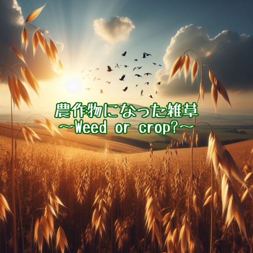 農作物になった雑草～Weed or crop?～